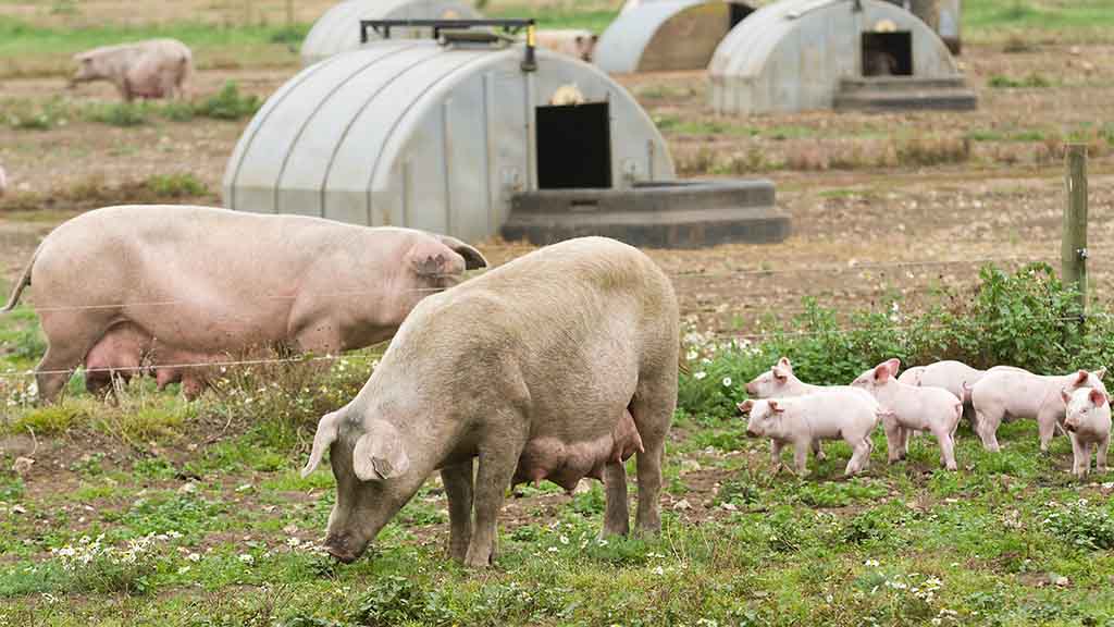 Biosecurity on the Farm: Maintain Out Pests, Disease, and Undesirable Company